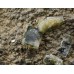 Гейландит, клинохлор, магнетит, м-ние Куржункуль, Сев. Казахстан, 27х52х20 мм.